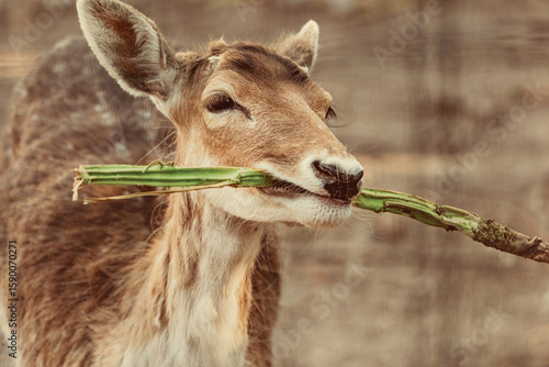 Schilderij op canvas Portrait of a beautiful fallow deer holding a green branch in its mouth, enjoyin