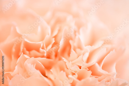Pink Carnation Flowers Bouquet on light pink background. soft filter.