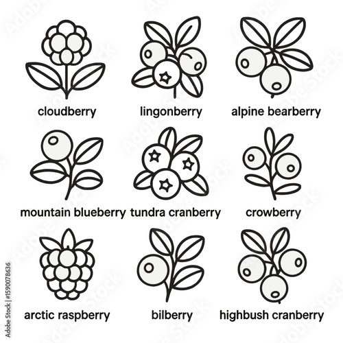 Alpine Berry Icons. Line style icons of Alpine Berry Selection: cloudberry, lingonberry, alpine bearberry, mountain blueberry,