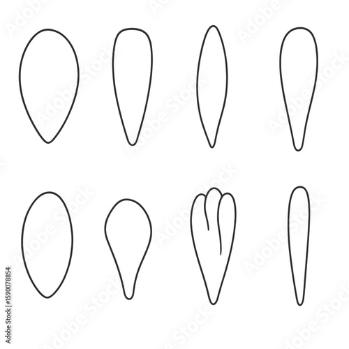 Petal Outline Icons. Outline style icons of Petal Variations & Shapes: ovate petal, oblong petal, lanceolate petal, spatulate