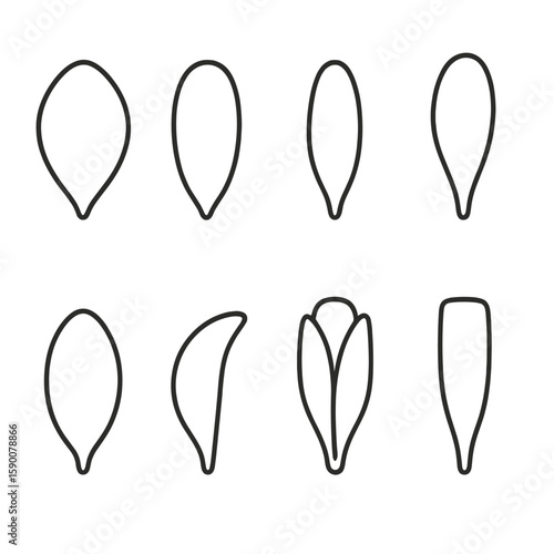 Petal Outline Icons. Outline style icons of Petal Variations & Shapes: ovate petal, oblong petal, lanceolate petal, spatulate