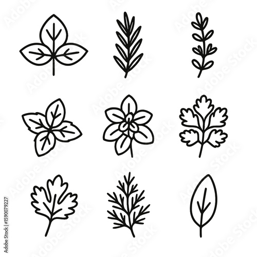 Organic Herb Icons. Outline style icons of Organic Herb Garden: basil leaf silhouette, rosemary sprig silhouette, thyme twig