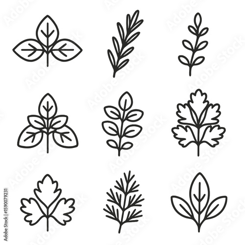 Organic Herb Icons. Outline style icons of Organic Herb Garden: basil leaf silhouette, rosemary sprig silhouette, thyme twig