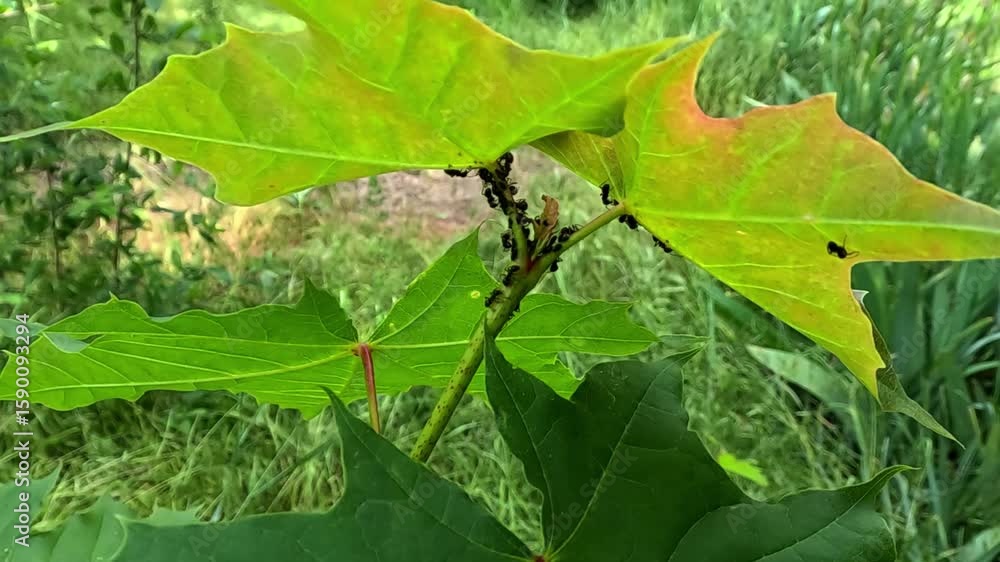 Symbiosis of ants and aphids, collection of sweet secretions by ants on ...