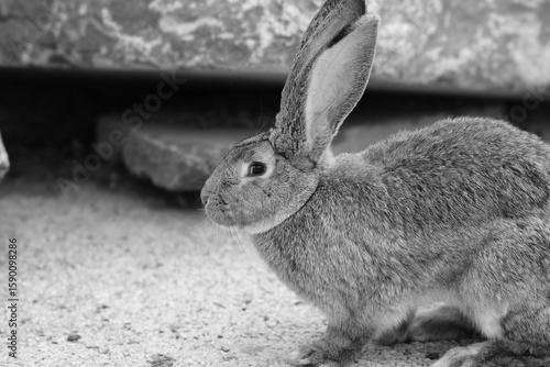 black rabbit on the ground