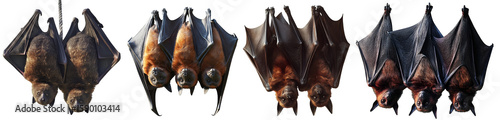 Group of hanging bats in different poses with wings folded and open on white background
