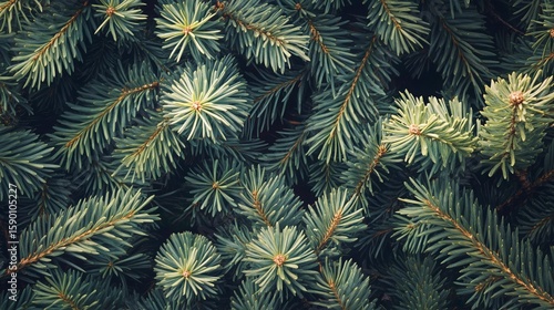 Lush Green Pine Branches Create a Textured Backdrop in a Tranquil Forest Setting
