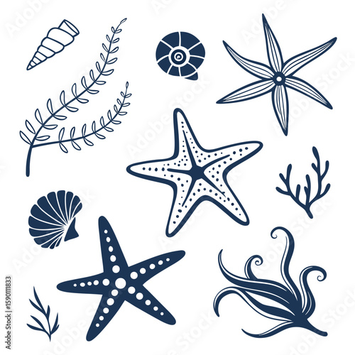 Starfish shells and seaweed seashell conch