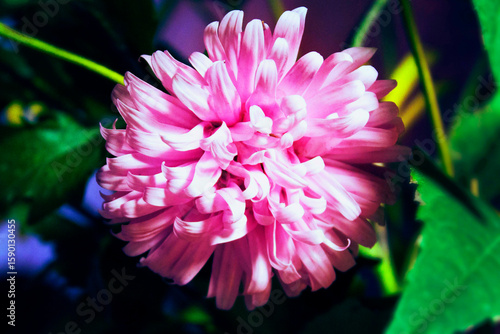 pink dahlia flower