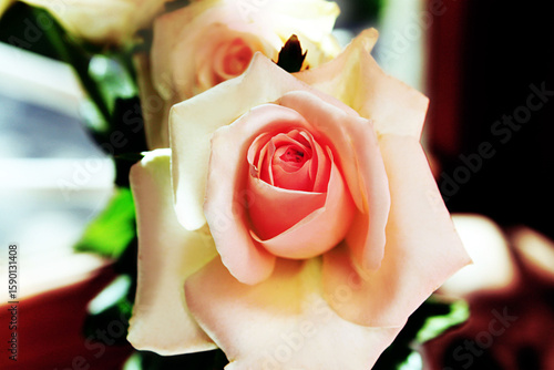 close up of a rose