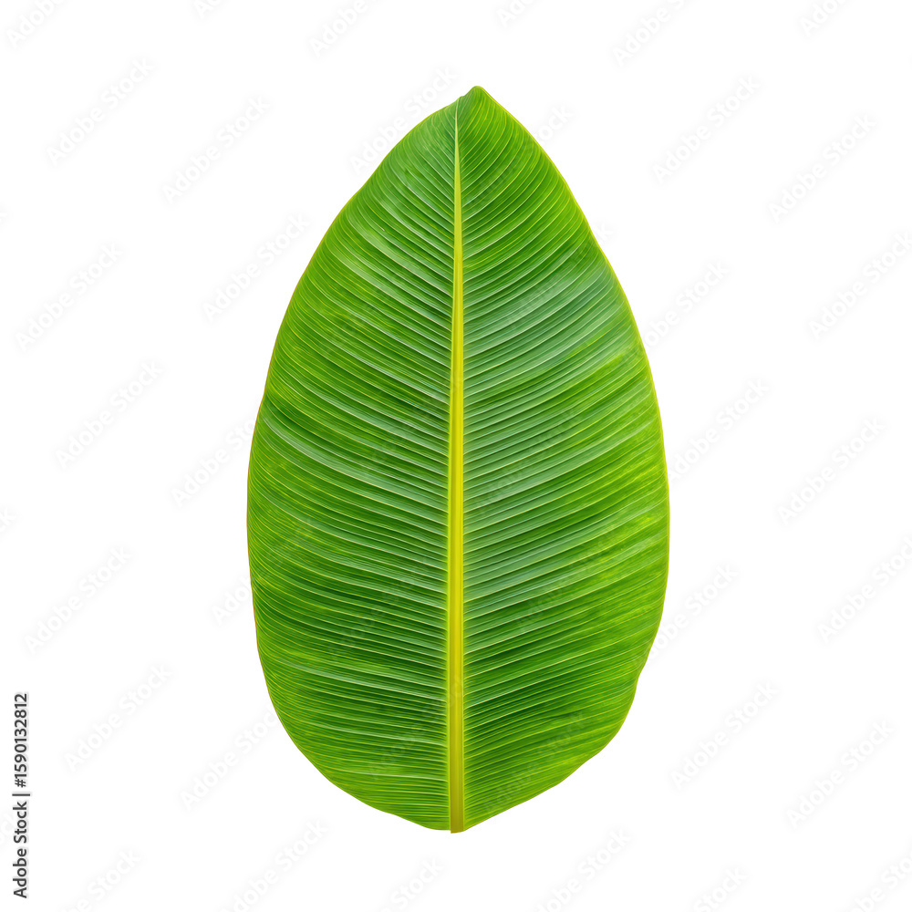 Obraz premium Vintage Halftone Engraving of a Vibrant Banana Leaf Angled View, Smooth Surface Rendered with Dense Dots, Retro Botanical Illustration on Black