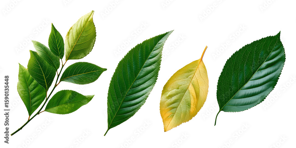 Obraz premium Halftone Engraving of Cherry, Plum and Peach Leaves Fan Composition, Mixed Stone-Fruit Blades Rendered in Fine Dotwork, Vintage Botanical Art on Black Background