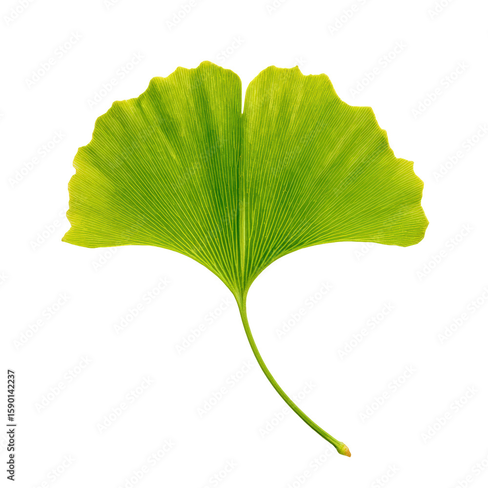 Fototapeta premium Vintage Halftone Engraving of Ginkgo Leaf Angled Perspective Elegant Fan Shape Shaded with Dots Retro Botanical Art