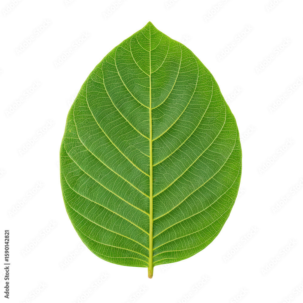 Obraz premium Halftone Engraving of Centered Guava Leaf Front View Symmetrical Blade Rendered in Dense Dotwork Vintage Illustration