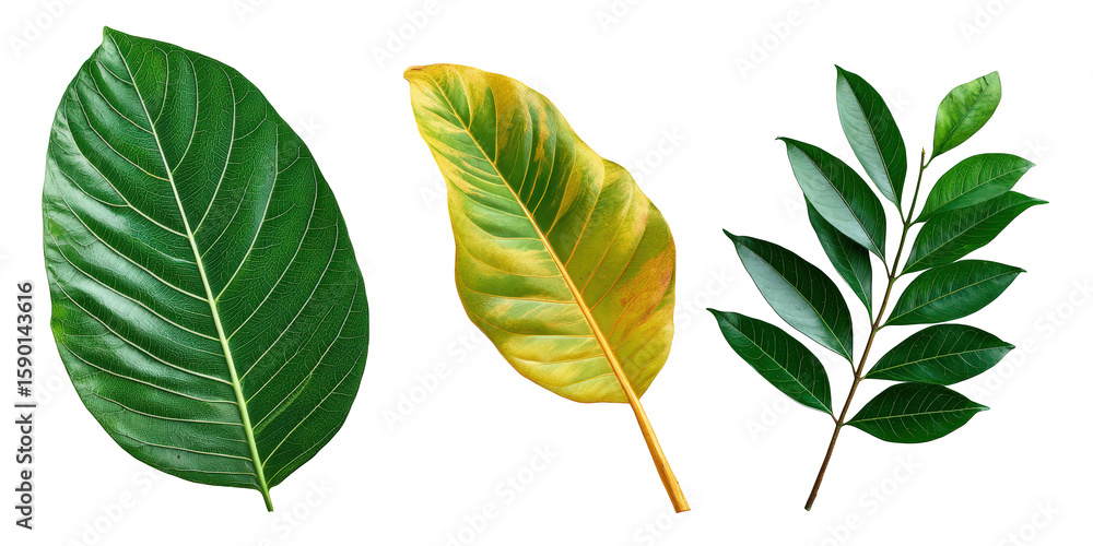 Fototapeta premium Retro Halftone Engraving of Guava Mango and Avocado Leaves Diagonal Spread Tropical Foliage Shaded with Dense Dots Vintage Illustration