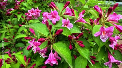 Weigela florida Rosea, red flowers against the background of green leaves of an ornamental plant