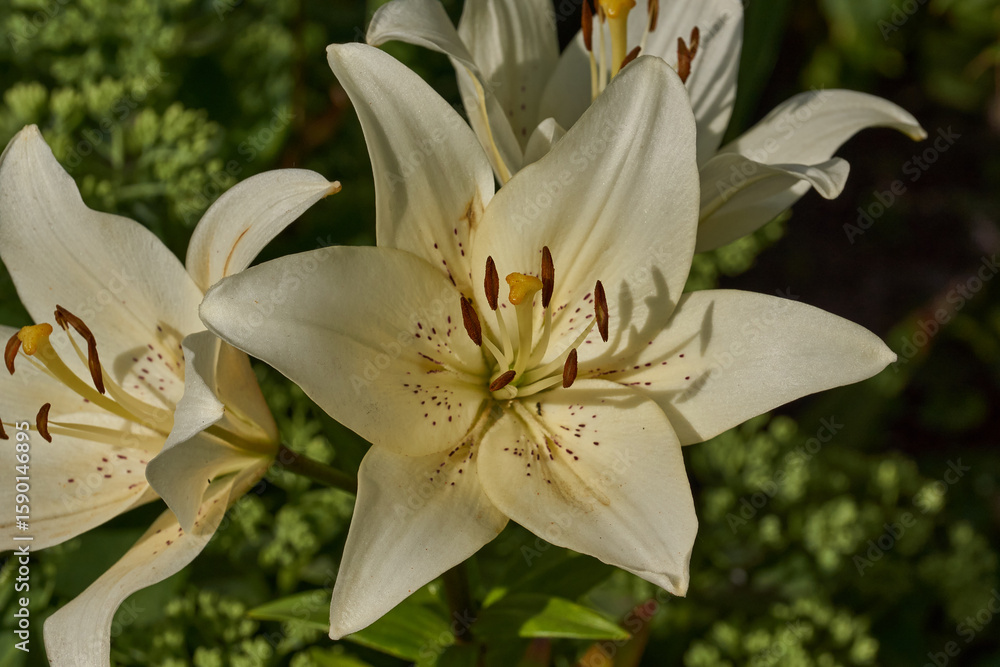 Obraz premium Lily (lat. Lilium) blooms in the garden. Lily - the genus of plants of the family of Lily (Liliaceae).