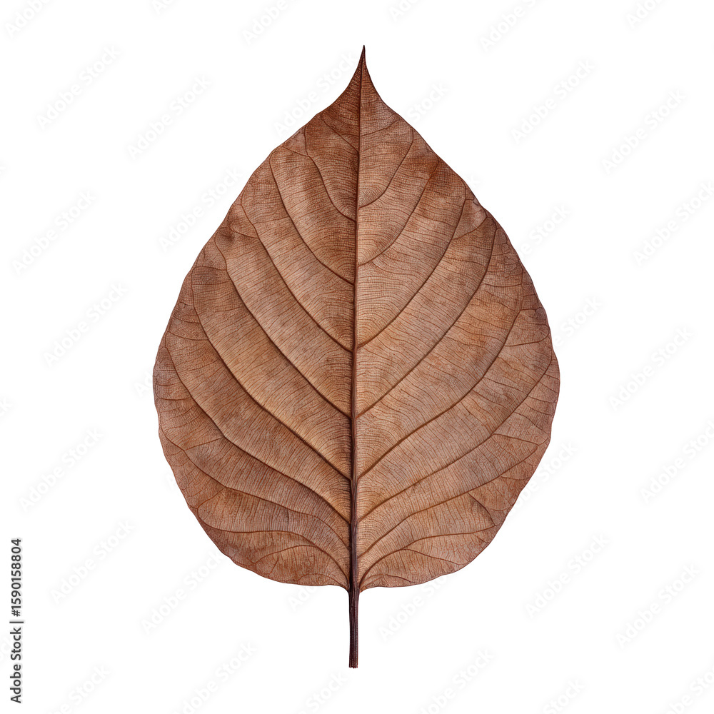 Fototapeta premium Teak Leaf Angled Thick Texture Useful for Sustainable Wood Graphics, Isolated