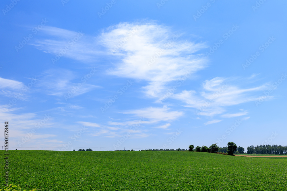 Fototapeta premium 青空と畑
