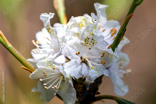 close up of white flower