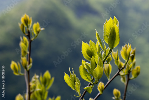yellow flowers on blue sky