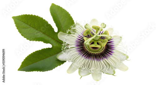Картината върху платно Isolated Passion Flower Blossom