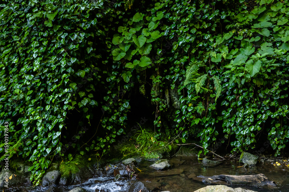 Fototapeta premium Lush green vines cascading over forest stream, dense foliage and ferns at the edge of a wild stream