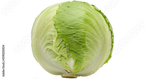Tableau sur toile Isolated Iceberg Lettuce Head