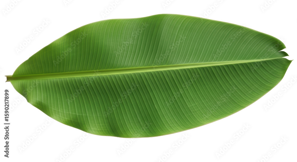Fototapeta premium Isolated Banana Leaf