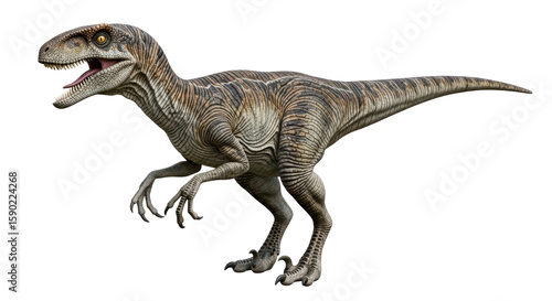 Foto Isolated Velociraptor