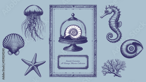 Seaside Curiosities – A Vintage Marine Collection