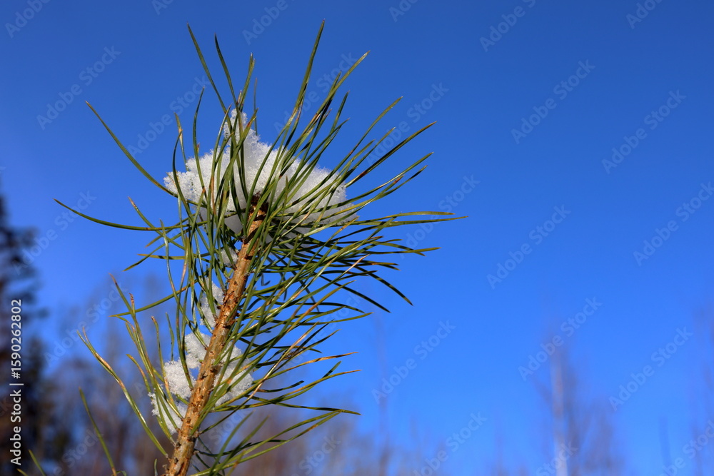 Fototapeta premium Snow covered fir tree. Winter day. Closeup. Sweden, 2025.