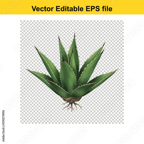 A  stylized illustration of an agave plant, showcasing its spiky leaves and root system against a black background.