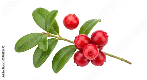 Wallpaper Mural Isolated Lingonberries on Branch Torontodigital.ca