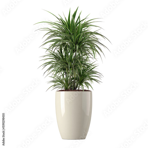Elegant Green Plant In Stylish White Pot Isolated On White