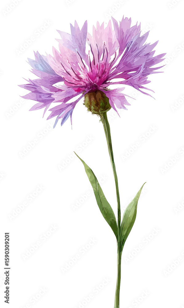 Naklejka premium PNG A Knapweed flower wildflower illustration watercolor petals.