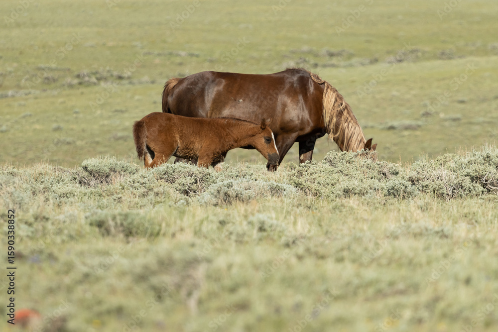 Wild Horse and Baby Wild Horse and Baby