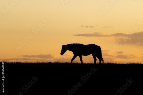 Wild Horse on Ridge at Sunset