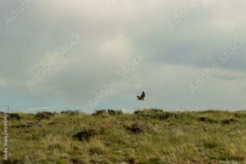 Hawk Flying in Desert