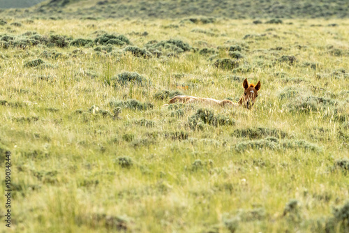 Wild Horse Foal Sleeping in Grass