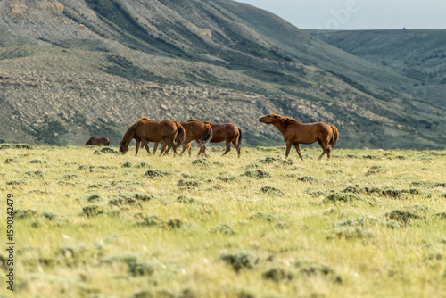 Band of Wild Horses Walking