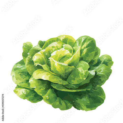 Green leafy vegetable with a stem. It is a head of lettuce. The lettuce is fresh and has a nice color