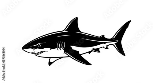 Vector great white shark vector illustration, predatory sea animal drawing, marine wildlife silhouette design art