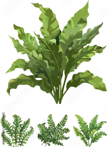 aplenium nidus set in color style, set of leaves