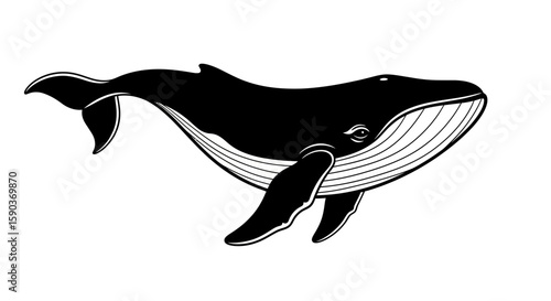 Vector illustration of a majestic humpback whale swimming in the ocean wildlife marine animal vector design art 100