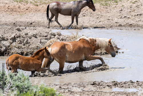 Water Hole with Mare and Foal