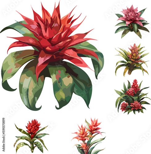 set of bromeliaceae leaves in color style