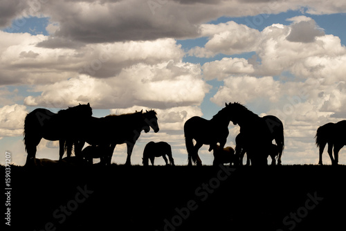Band of Mustangs Silhouette
