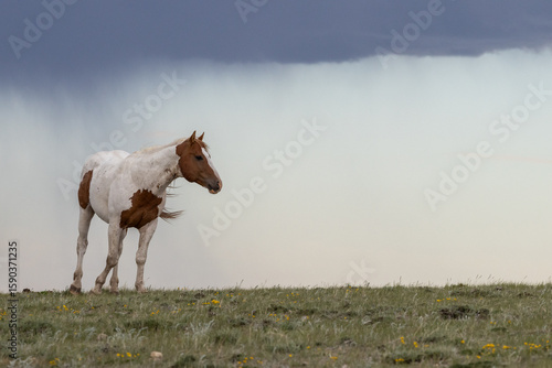 Wild Horse Pinto on Ridge