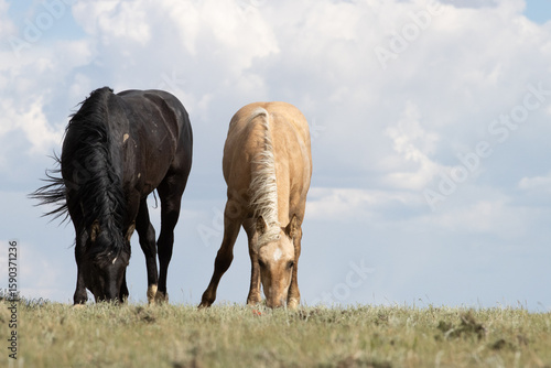 Two Wild Mustangs Grazing